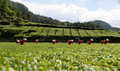 金針度人利民生--利川市金利茶業精準扶貧紀實