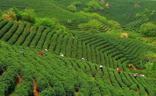 第十七屆中國茶業(yè)經(jīng)濟(jì)年會圓滿落幕浉河區(qū)喜獲多項(xiàng)榮譽(yù)