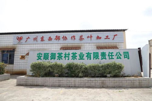 安順市高質量推進東西部協作助力鄉村振興，茶業蓬勃發展