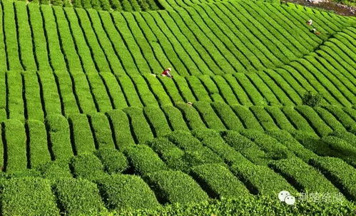 湖北鑫農茶業 打造產業扶貧新樣板的實踐與探索