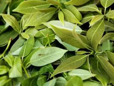 什邡紅白茶 德陽特產(chǎn)，茶香四溢的產(chǎn)地農(nóng)產(chǎn)品