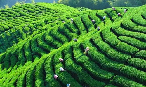 中國茶業(yè)百強企業(yè)盤點 浙江華茗園位列探花，四川文君茶業(yè)展露鋒芒